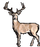 RAtinybuck.gif